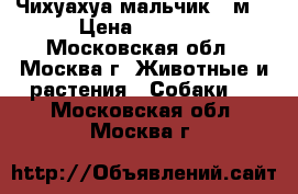 Чихуахуа мальчик 2 м. › Цена ­ 8 000 - Московская обл., Москва г. Животные и растения » Собаки   . Московская обл.,Москва г.